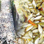 එකවරම මාළු ලක්ෂ ගණනක් මැරෙයි.මේ මාළු කන්න එපා.!හේතුව මෙන්න.