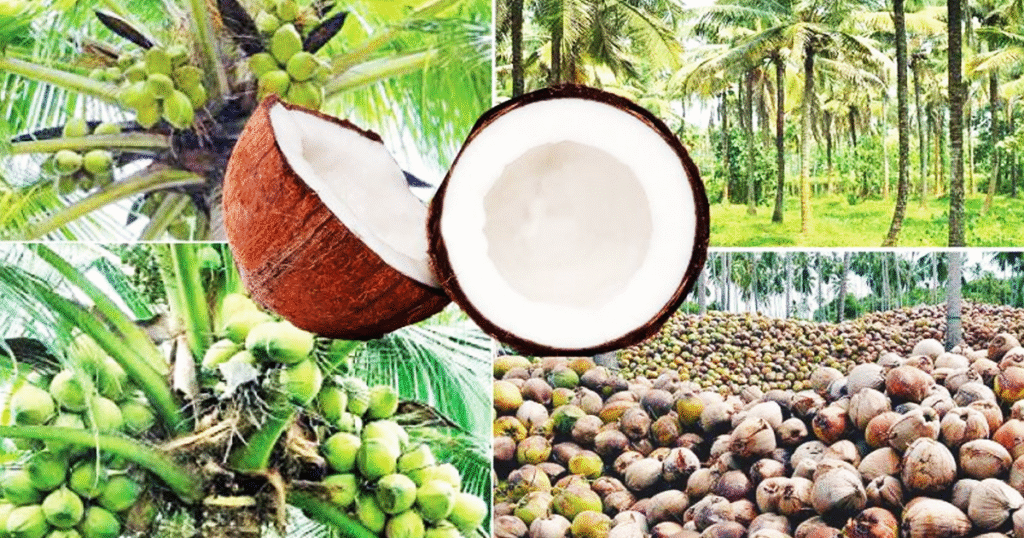 ලංකාවේ පොල් ලෝකය හොල්ලන්න යයි.