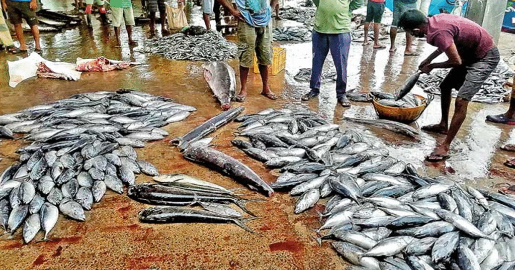 මේ මාළු කන්න එපා – සෞඛ්‍ය බළධාරීන් කියයි.