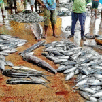 මේ මාළු කන්න එපා – සෞඛ්‍ය බළධාරීන් කියයි.