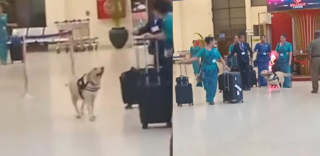 එයාපෝර්ට් එකේදී මෙයා ලගට ආවොත් සොරි තමයි.හුරතලේට හිටියට මේ ඉන්නේ විශේෂ පුහුණුවක් තියෙන සොල්දාදුවෙක්. ෆේස්බුක් එකේ වයිරල් වුන බලු හුරතලාගේ ඇත්ත කතාව.